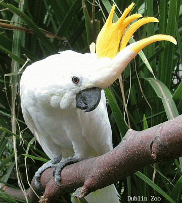 Cacatua de cresta amarilla