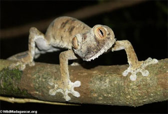 Gecos Del Género Uroplatus